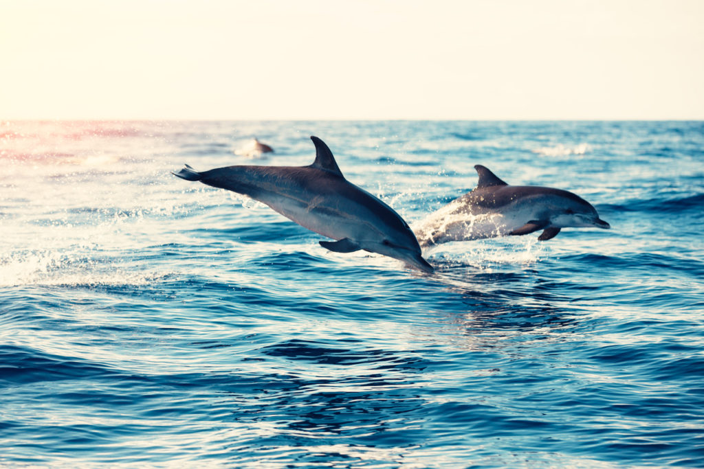 Key West Dolphin Watch & Snorkel with FREE shuttle to location Image 6