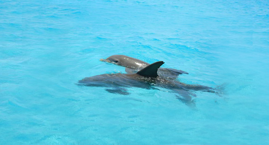 Key West Dolphin Watch & Snorkel with FREE shuttle to location Image 2