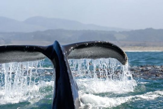 Whale Watching Cruise Los Angeles, Santa Monica, Newport Beach, Marina Del Rey