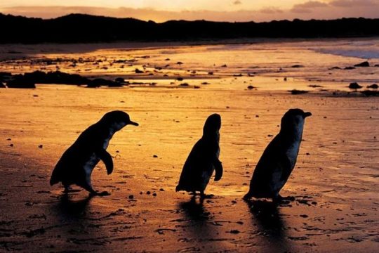 Phillip Island Penguin Parade, Brighton Bathing Boxes and Wildlife Park Tour