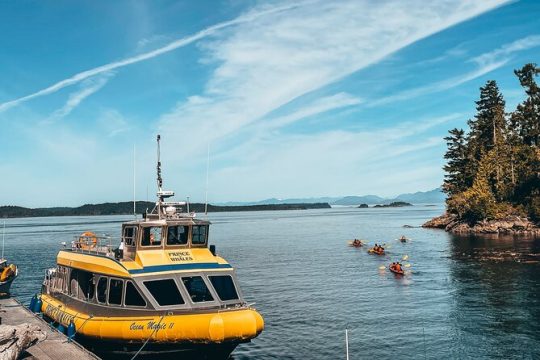 Half-Day Whale Watching Adventure from Telegraph Cove