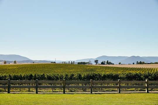 Yarra Valley Premium Boutique Wine Tasting Tour from Melbourne