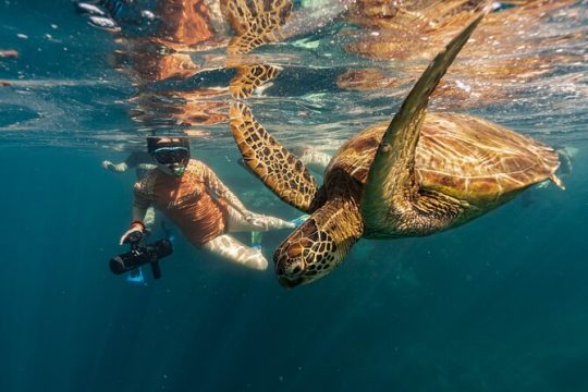 Turtle Sea Scooter Safari