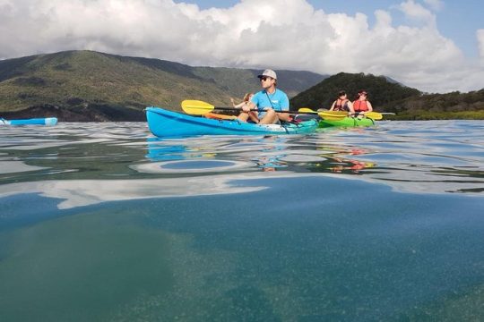 Kayak Turtle Tour from Palm Cove