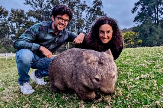 Wild Wombat and Kangaroo Day Tour