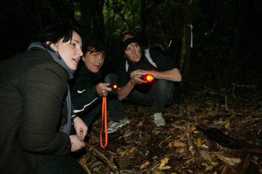 Zealandia Small Group Eco Wildlife Night Tour