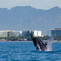 Dolphin & Whale Watching