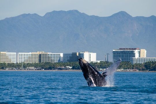 Cinco De Mayo in Puerto Vallarta