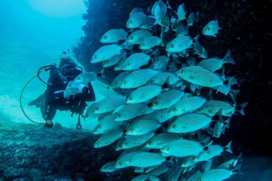 Scuba Diving with a 5-Star PADI Center in Puerto Vallarta