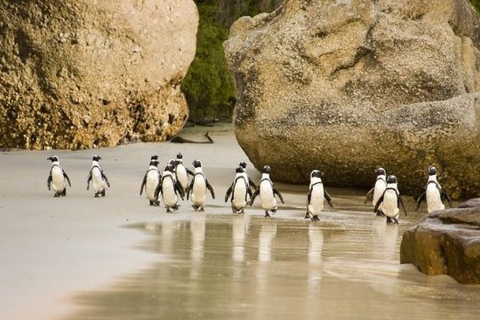 Boulders Beach Penguins Half Day Tour