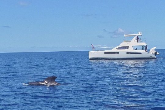 Private Premium Whale and Dolphin Safari St Lucia