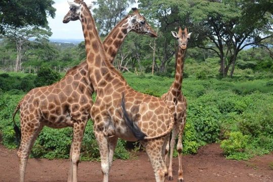Tour: Giraffe Center,elephant orphanage and Nairobi National Park