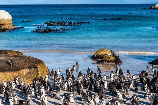 Cape Peninsula Private Tour with entrance fees to Cape of Good Hope and Penguins