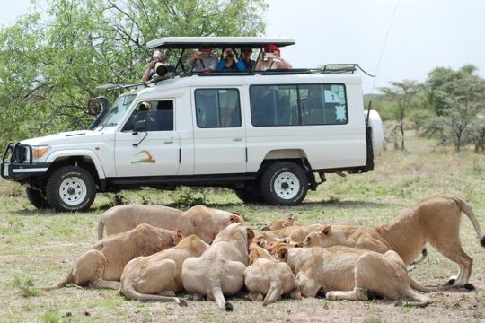 Full-Day Private Serengeti Safari from Mwanza