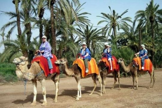 Marrakech Half-Day Camel Ride in Palm Grove