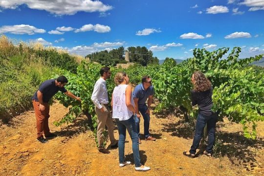 Wine & Cava Tour with Tasting from Barcelona