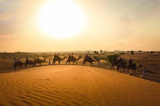 Dubai: Sunset Camel Caravan Safari with BBQ Dinner at Al Khayma Camp