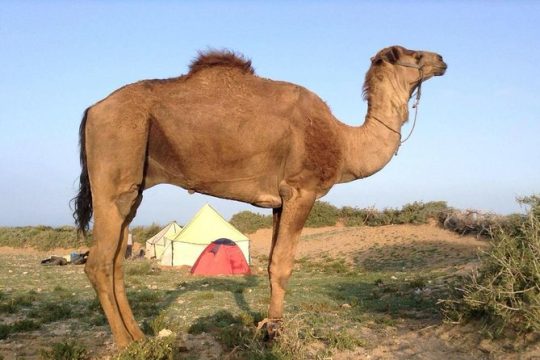 Luxury private day trip - Atlas Mountains, Agafay Desert & camels
