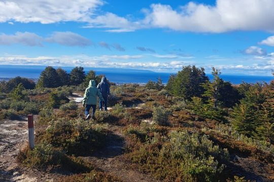 Patagonian Forest Half-Day Hike