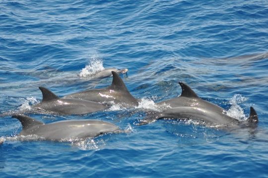 Dolphin Tour in Hurghada