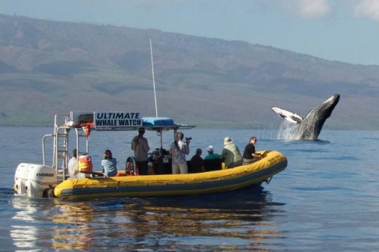 Ultimate 2 Hour Small Group Whale Watch Tour from Lahaina Harbor