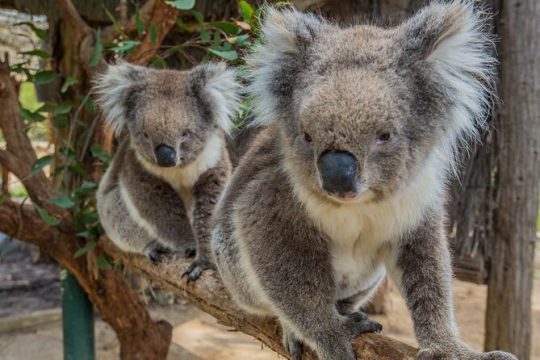 Cleland Wildlife Park Experience - from Adelaide including Mt Lofty Summit