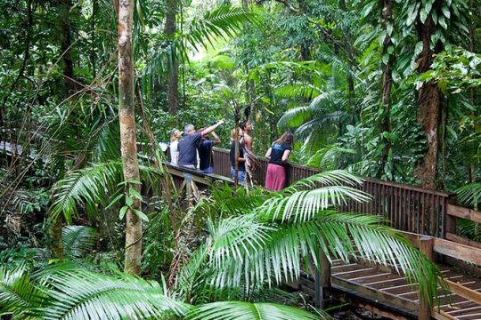 Full Day Daintree Rainforest and Mossman Gorge Tour
