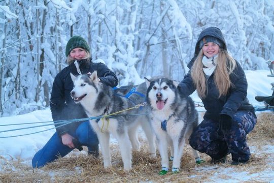 Husky Dog Sledding & Mushing with Pick up and Photo Service in Fairbanks, Alaska