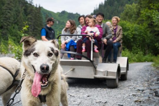 Wilderness Dog Sled Ride and Tour in Seward