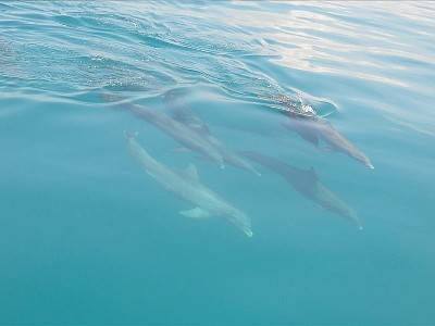 Key West Dolphin Watch & Snorkel with FREE shuttle to location Image 7