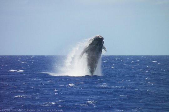 Early Bird Whale Watching Cruise from Waikiki