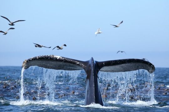 1.5 Hour Whale Watching Cruise With pick-up and drop-off