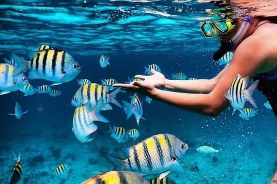 Key Largo Snorkeling Trips & Islamorada Sandbar Tours