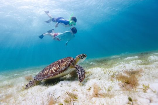 Waikiki Green Sea Turtle Snorkeling Tour - Boat Excursion