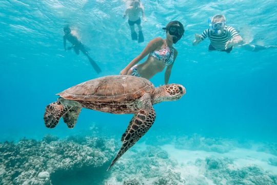 Swim with Turtles in Waikiki!