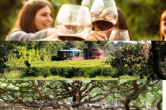 Wine Sippin', Tea Drinkin' & Tree Huggin' Tour: The Wadmalaw Adventure
