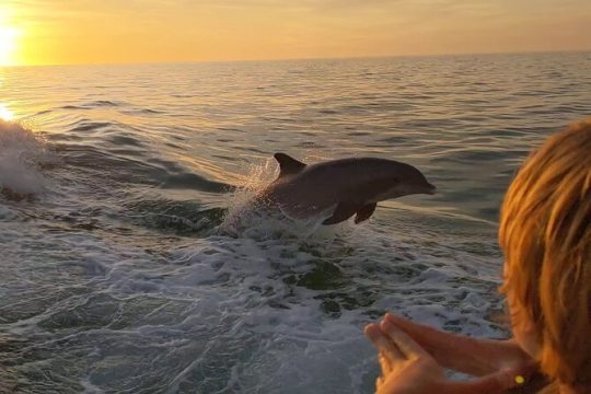 2 Hour Dolphin and Sightseeing Tour in Shell Island