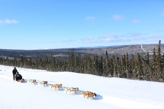 30-minute Dog Sledding Tour in Fairbanks (without transportation)