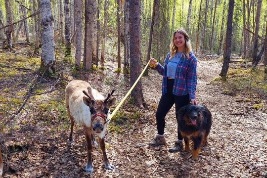 A Walk in the Woods...with REINDEER!