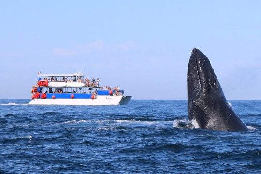 Whale Watching in Puerto Vallarta