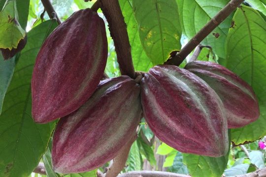 Chocolate Tour in Vallarta