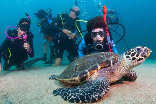 Private Scuba Diving Puerto Vallarta Undersea