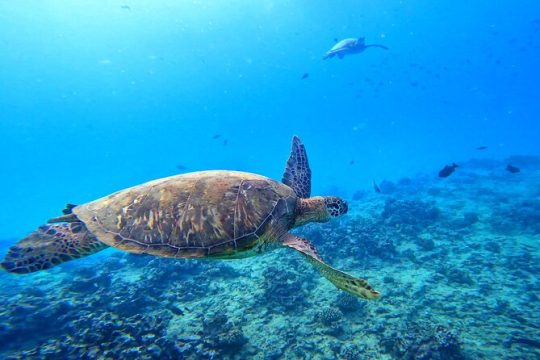 6 in 1 Deluxe Blue Ocean Turtle Snorkeling Escapade at Waikiki