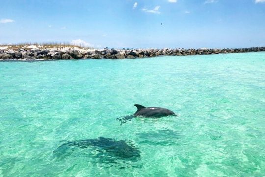 Shell Island Adventure for 3 Hours: Dolphin Tour and Snorkeling
