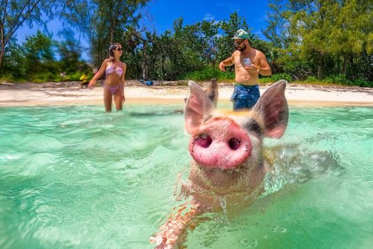 SunCay Swimming Pigs Adventure with Lunch at Pigs Beach