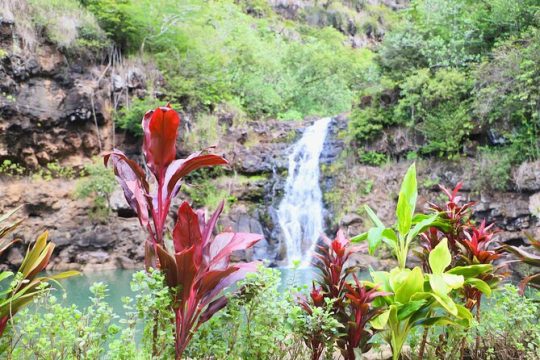 Swim at Oahu waterfall in Waimea with coffee treats, Lunch & Dole
