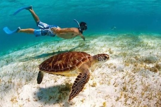 Swimming with Turtles, Snorkeling Reef and Beach Combo Tour