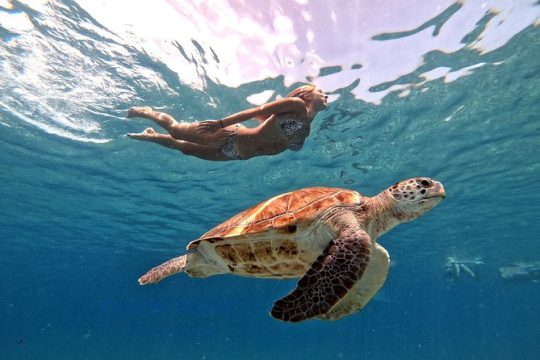 Swimming with sea turtles incl. pictures. Award Winner 2023