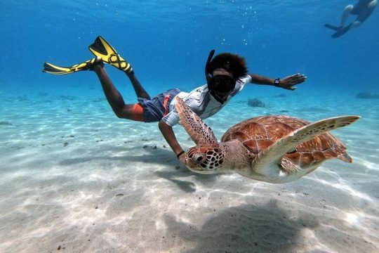 Swimming with Sea Turtles and Grote Knip Beach. Award Winner 2023