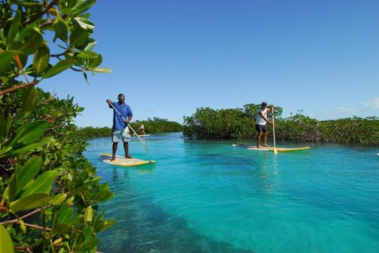 Stand Up Paddleboard Eco tour